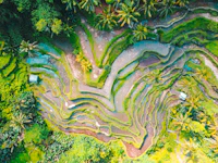 Terraced rice paddies in Bali